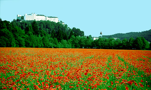 Mohnfeld Festung Salzburg