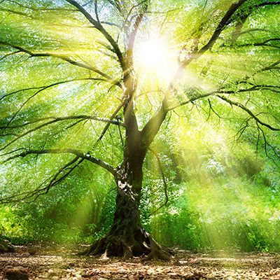 Baum Sonnenstrahlen Spirituell