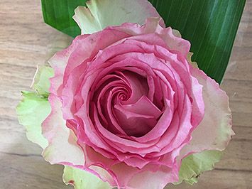 Rose Blüte Rosa