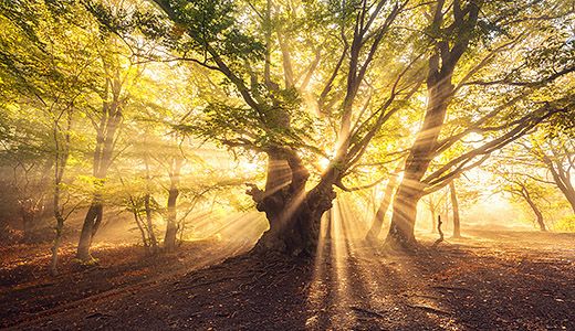 Baum Sonnenstrahlen