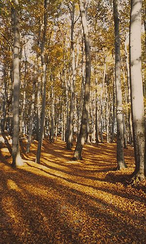 Wald, Stille, Herbst